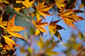 ACER PALMATUM SHOJO