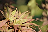 ACER PALMATUM SHOJO