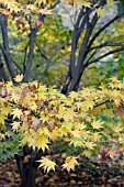 ACER PALMATUM TATSUTA GAWA