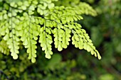 ADIANTUM VENUSTUM