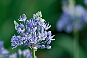 ALLIUM CAERULEUM