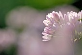 ALLIUM ROSEUM