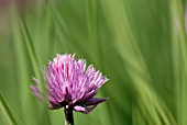 ALLIUM SCHOENOPRASUM