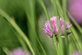 ALLIUM SCHOENOPRASUM