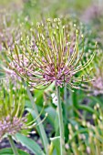 ALLIUM SCHUBERTII