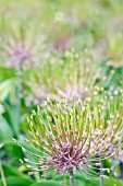 ALLIUM SCHUBERTII