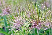 ALLIUM SCHUBERTII