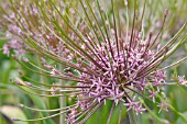 ALLIUM SCHUBERTII