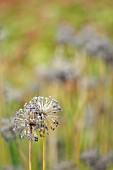 ALLIUM SENESCENS