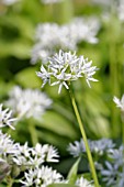 ALLIUM URSINUM