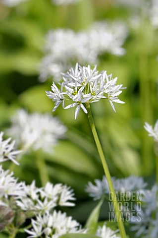 ALLIUM_URSINUM