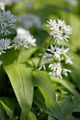 ALLIUM URSINUM