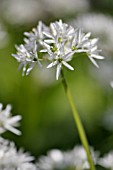 ALLIUM URSINUM