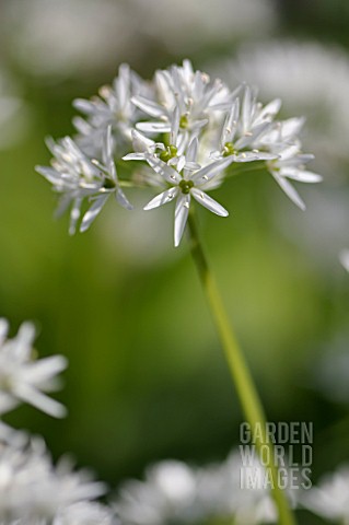 ALLIUM_URSINUM