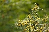 BERBERIS SARGENTIANA