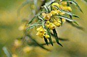 BERBERIS SARGENTIANA