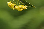 BERBERIS SARGENTIANA