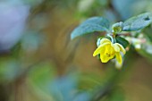 BERBERIS TEMOLAICA