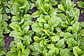 BETA VULGARIS CYCLA SILVERSTAR