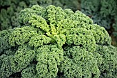 BRASSICA OLERACEA ACEPHALA VAR. SABELLICA DARKIBOR F1