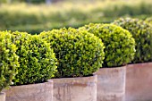 BUXUS SEMPERVIRENS