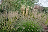 MIXED GRASSES