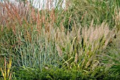 MIXED GRASSES