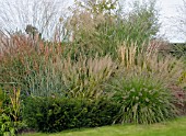 MIXED GRASSES