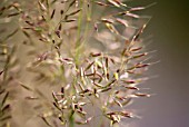 CALAMAGROSTIS BRACHYTRICHA