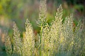 CALAMAGROSTIS BRACHYTRICHA