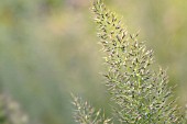 CALAMAGROSTIS BRACHYTRICHA