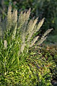 CALAMAGROSTIS BRACHYTRICHA