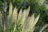 CALAMAGROSTIS BRACHYTRICHA