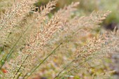 CALAMAGROSTIS BRACHYTRICHA