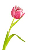 TULIPA
