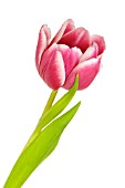 TULIPA
