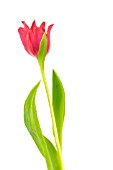 TULIPA