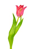 TULIPA