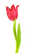 TULIPA