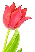 TULIPA