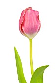 TULIPA