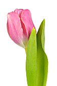 TULIPA