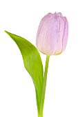 TULIPA