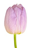 TULIPA