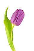 TULIPA