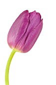 TULIPA