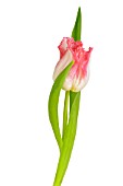 TULIPA