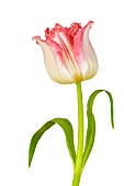 TULIPA