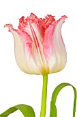 TULIPA
