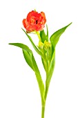 TULIPA